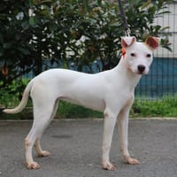 LAÏA HAA24567, chienne à adopter