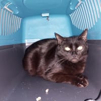LIMA, chatte à adopter