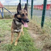 ZULTAN, chien à adopter