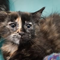 Paulette, chatte à adopter