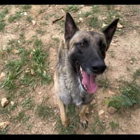 Kinaï, chien à adopter