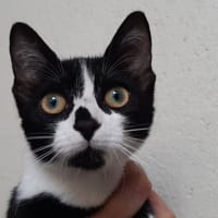 Demisel, chatte à adopter
