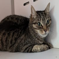 FRAMBOISE, chatte à adopter