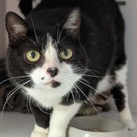 REGLISSE, chatte à adopter