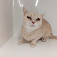ELSAY, chatte à adopter