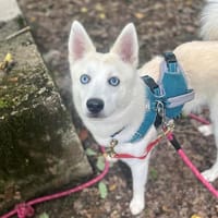 SHADOW, chien à adopter