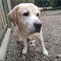 Lipty, chien à adopter