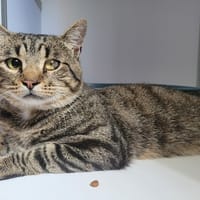 ROSS, chat à adopter