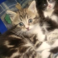 Kaya, chatte à adopter