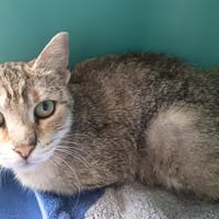 ZUMBA C, chatte à adopter