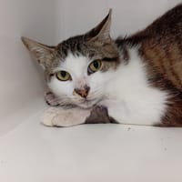 DIM, chat à adopter