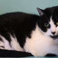 SUB, chat à adopter