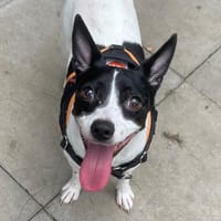 LULU, chien à adopter