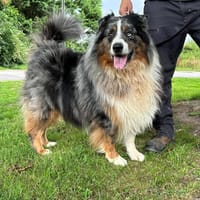 LAIKO, chien à adopter