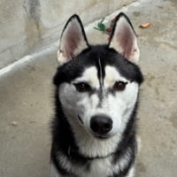 Victor, chien à adopter