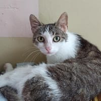 Jeuldi, chatte à adopter