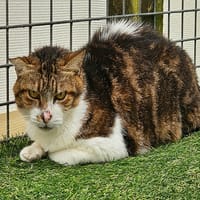 MANILLE, chat à adopter