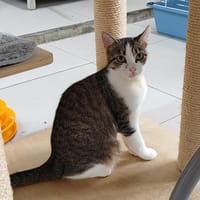 MOUSSE, chatte à adopter