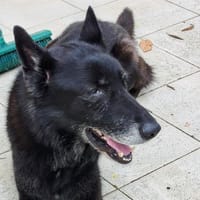 EREDIN, chien à adopter
