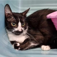 Chouette, chatte à adopter