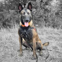 NOUCHKA, chienne à adopter