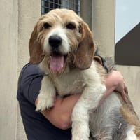 Haddock, chien à adopter
