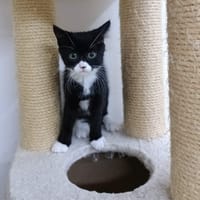 Whoppie, chatte à adopter