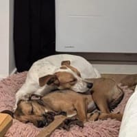 COSTA et COURO, chien à adopter