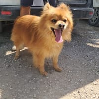 RIKY cessione di proprietà, cane da adottare