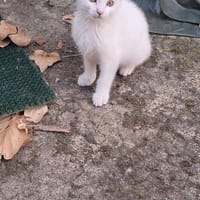 alvina, chatte à adopter