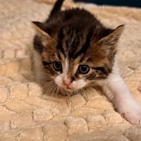 aster, chat à adopter