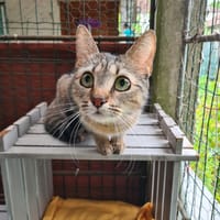 Nanie, chatte à adopter
