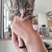 prada, chatte à adopter