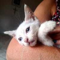 Neve, gatto da adottare