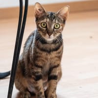 CALINE, chatte à adopter