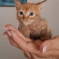 Gufi, gatto da adottare