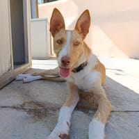 XENRON (union animal), chien à adopter