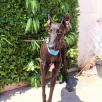AKIRO, chien à adopter