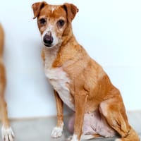 MILA, chienne à adopter