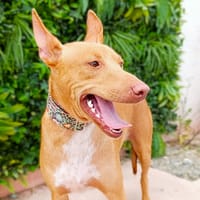 ODIN, chien à adopter