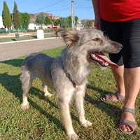 ARIEL  (Animalea), chienne à adopter