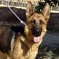ARKANA (Maria), chienne à adopter