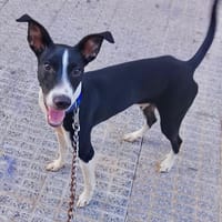 ENZO (Martina), chien à adopter