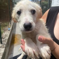 Lara, cane femmina da adottare