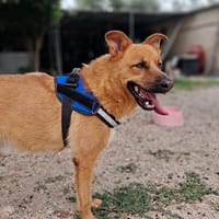 HOLLY aitante giovanotto, cane da adottare