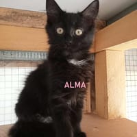 ALMA, chatte à adopter