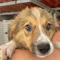 Loretta, cane femmina da adottare
