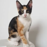 Aélia, chatte à adopter