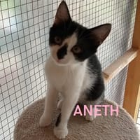 ANETH, chatte à adopter
