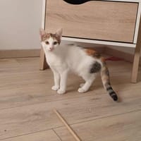 Amira, chatte à adopter